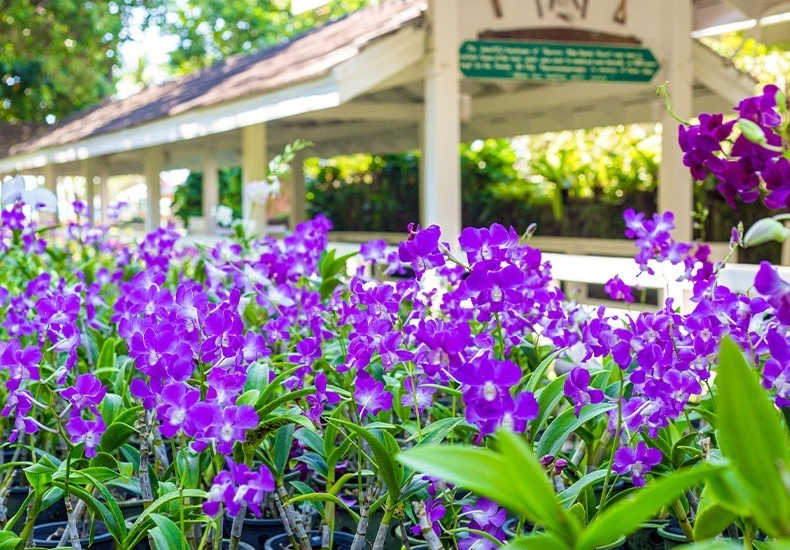 Explore 12 acres of botanical  gardens in bloom in Phuket