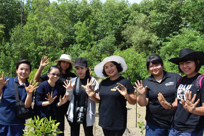 mangrove forest planting