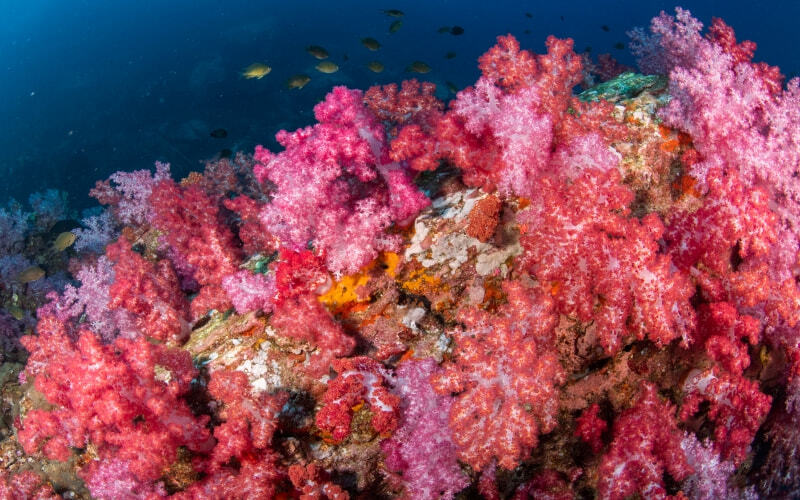 Koh Lipe Island pink corals
