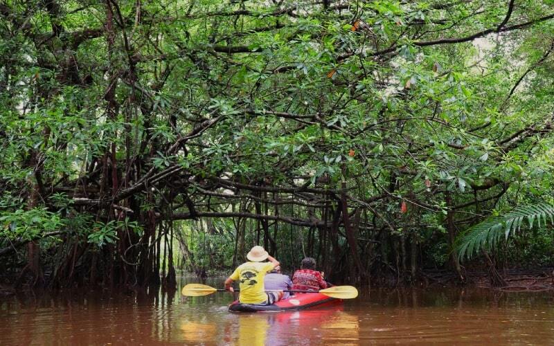 Phuket mangrove paddle adventure activity