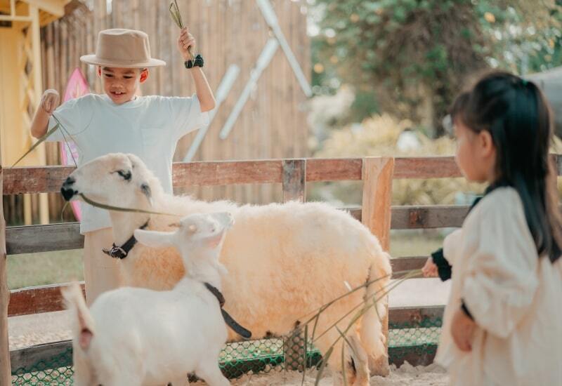 Petting Zoo is the best Karon Beach activity in Phuket for families and kids