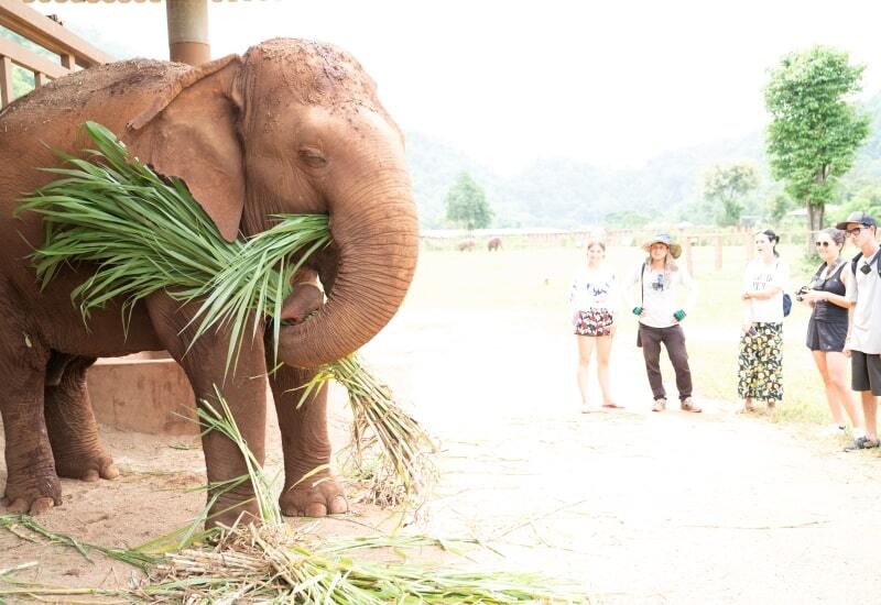 תיירות פילים היא פעילות משפחתית בפוקט תאילנד