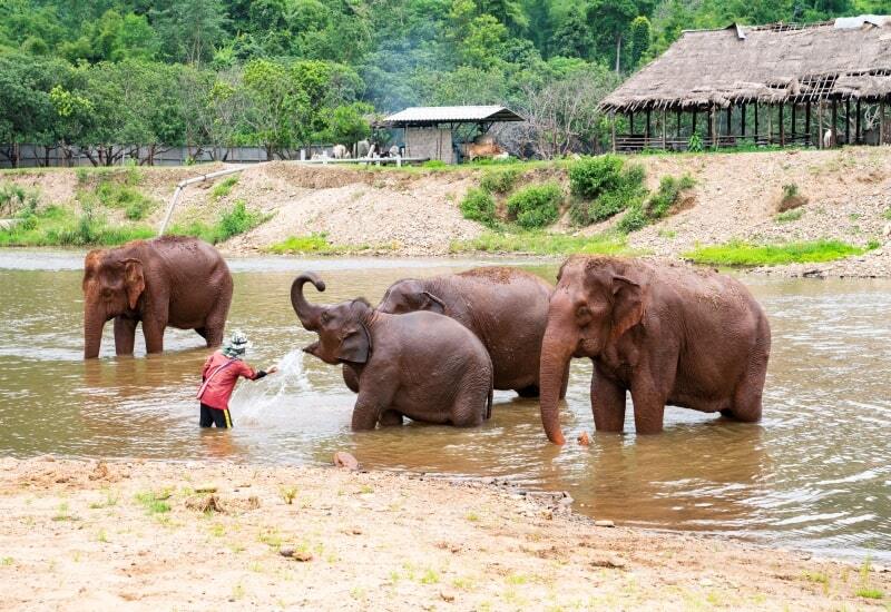 Elephant tourism is family activity in Phuket Thailand