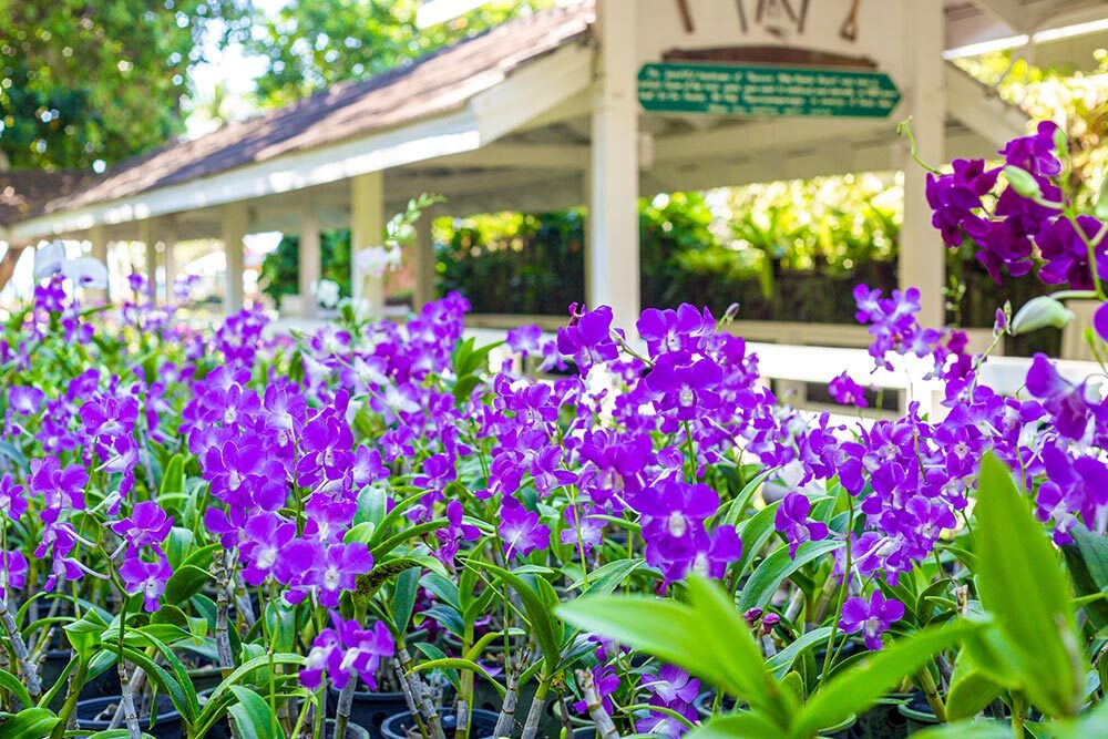 Tropical Gardens in Phuket