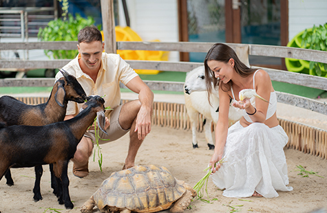 Visiting a beachside petting zoo is one of our Phuket hotel activities