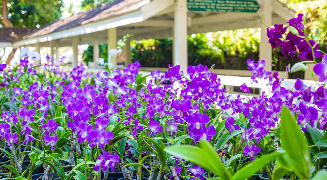 Thavorn Palm Beach Resort - Botanical Gardens