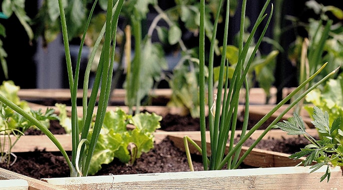 Sustainability Agriculture